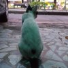 尾鳍