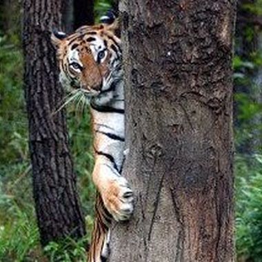 シリョクケンサを歌ってみた