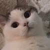 lilineed
