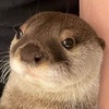 水獭