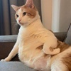 Afufu