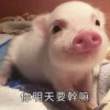 Xuan