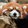 又增