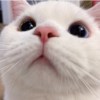 安安