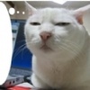 猫爪