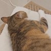 喵?