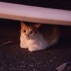 瑄猫