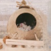 陈雅婷