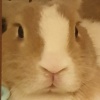 OBASB