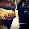 卡帕熊的钢琴家 - Kappa Sean's piano house