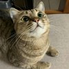 稿费80万