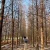 shaohengtung