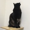 猫毛
