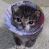 辟言小猫