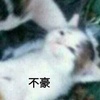 柴柴柴加