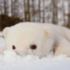 沈雪松