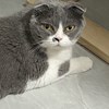 安子