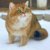 yanxi_