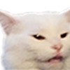 无辜的猫