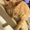 Lily_01040724