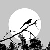 月光下的百灵鸟