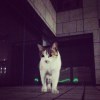 あめ
