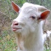 lilbabylamb