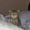 鱼