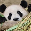 超级大大鹅