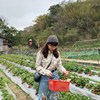 泡菜