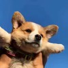 Corgiyaya