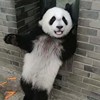 sion_chen