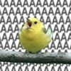 beeee