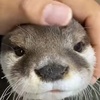 獭水獭水獭
