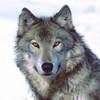 SmallWolf