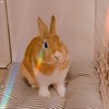Helen.Shih🐰