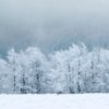snowy