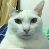 soda810326