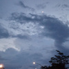 solitary_pine_n0g