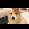 柴