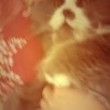 Monica Cat