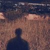 spring_pine_n0