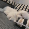 歹丸欧告