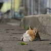 咕咚落水啦