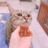 腌腌