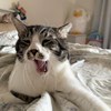 鸡丁
