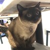 Stephaniewongcc