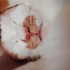 strawberryqaq