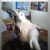summer_bird7