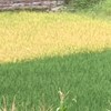 biubiuyoko